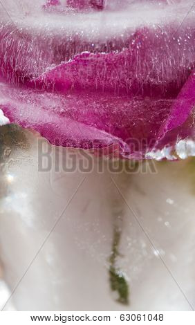 Icy Plants