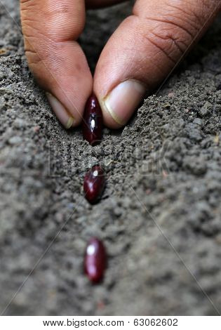 Planting Rajma Dal