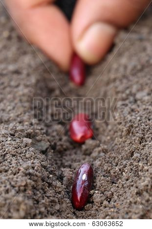 Kidney Beans Plantation