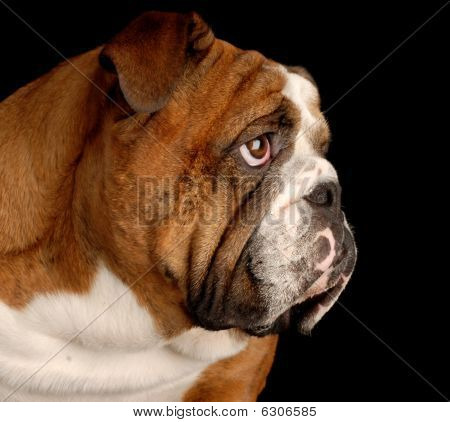 Buldog angielski