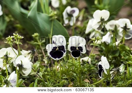 White and blue pancy
