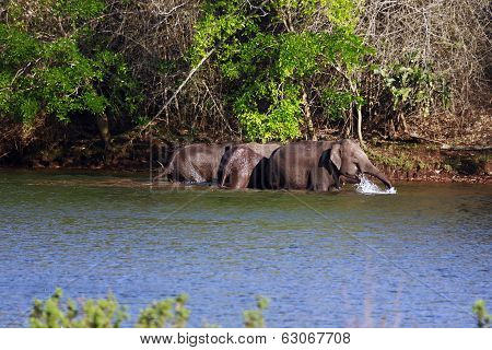 Elephants