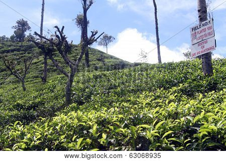 Tea Plantation