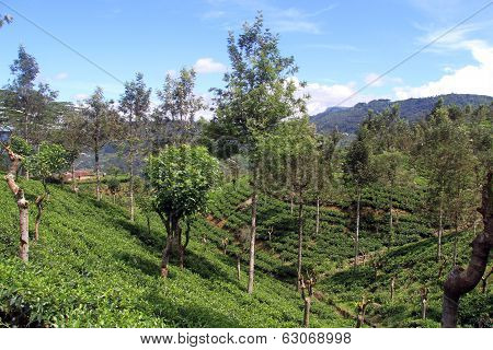 Tea Plantation