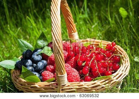 Blueberries Raspberries And Redcurrants