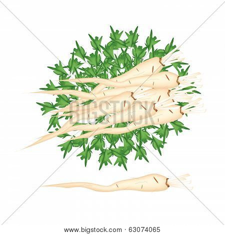 Fresh Pile Of Parsley Root On White Background