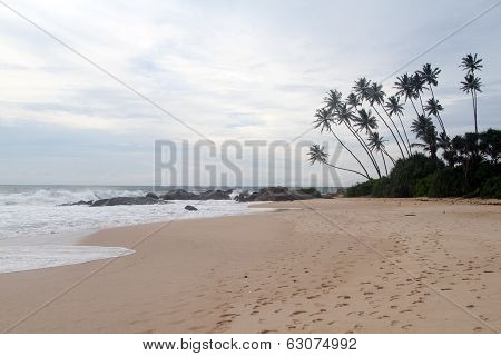 Palm Trees On The Beach