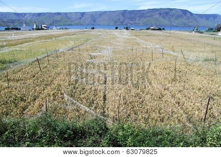 Yellow Rice Field