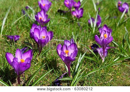 Crocus on green grass