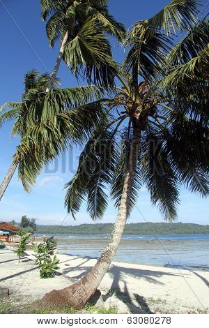Palm Tree