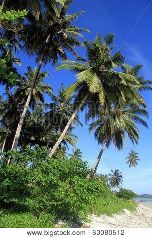 Palm Trees
