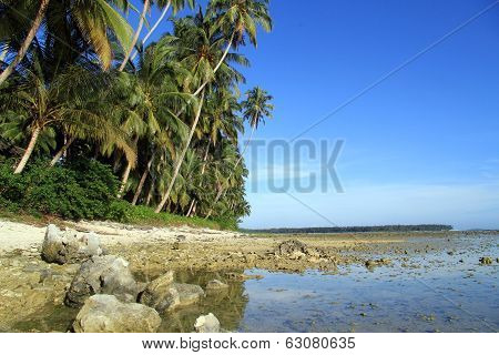 Palm Trees