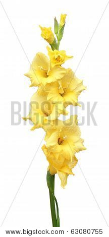 Yellow Gladiolus Flower