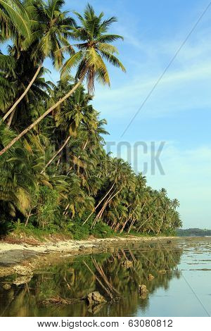 Palm Plantation