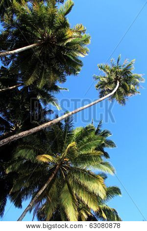 Palm Trees