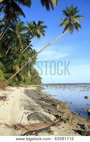 Palm Leaf