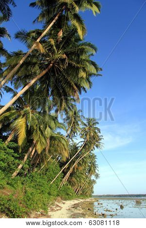 Plantation
