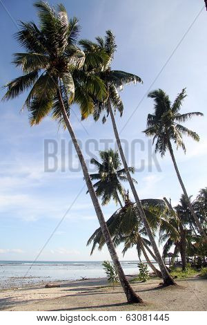 Palm Trees