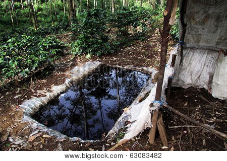 Water And Coffe Plantation