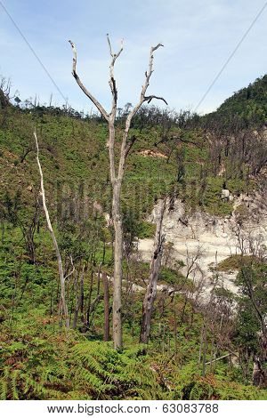 Forest In The Crater