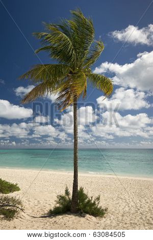 Palm tree on Freeport beach, Grand Bahama Island