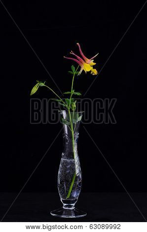 Pink Columbine On Black Background
