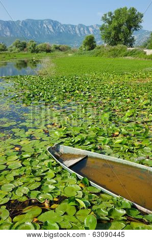 water lilies on the surface of Lake Skadar in Virpazar, Montenegro
