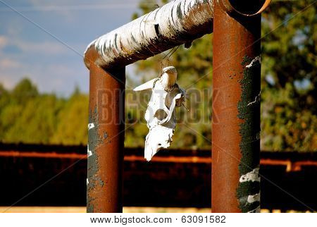 Cow Skull Hanging Over A Gate
