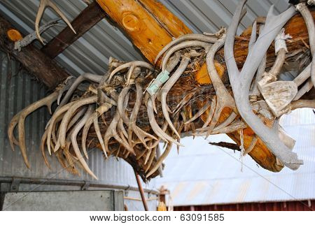 A Row of Deer Antler Sheds