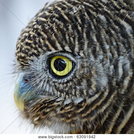 Asian Barred Owlet