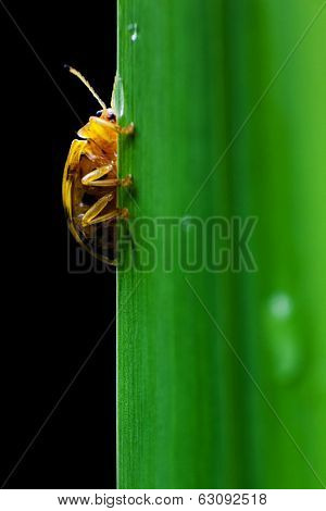 Ladybug On A Green Leaf Macro
