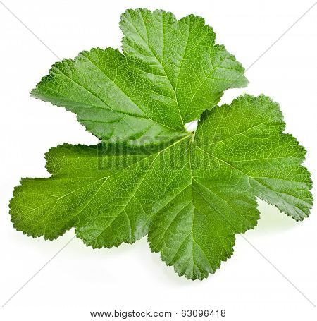 One single green leaf of cloudberry ( Rubus chamaemorus) plant bush isolated on white background