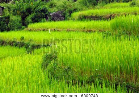 Nepal pastoral manzara