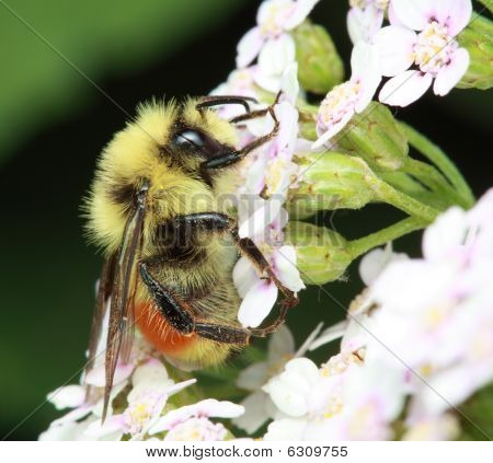 Red-tailed Bumble Bee