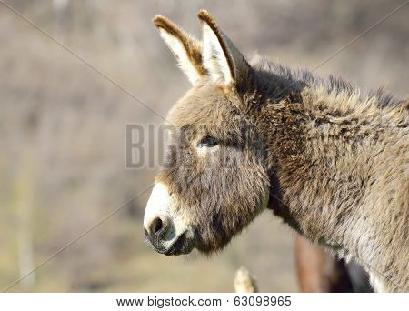 Grey donkey portrait