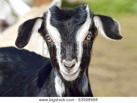Baby Goat portrait