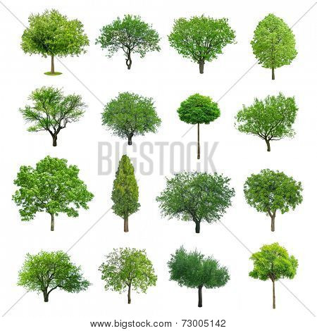 different tree set isolated on white