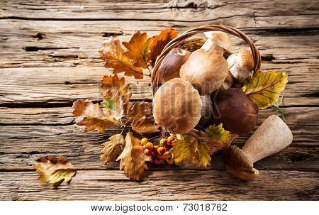 Ceps on wooden table, autumn harvest crop