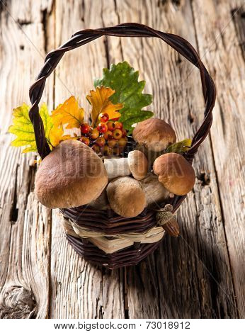 Ceps on wooden table, autumn harvest crop