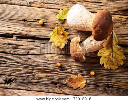 Ceps on wooden table, autumn harvest crop