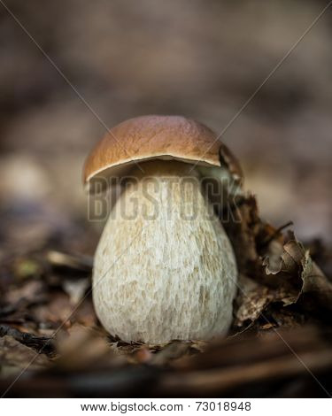 Boletus edulis in the forest during autumn day