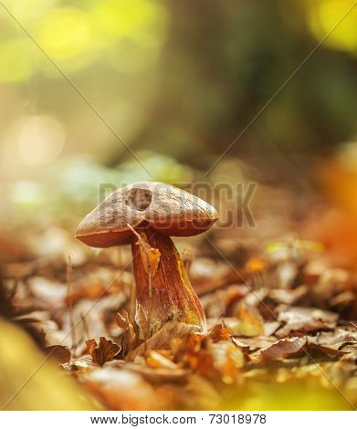 Boletus erythropus in the forest during autumn day