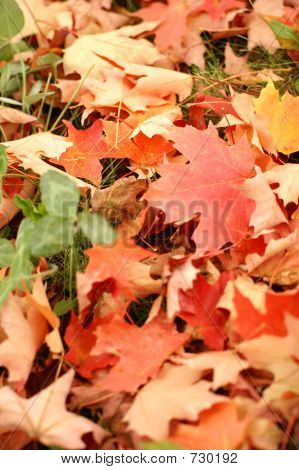 秋の紅葉