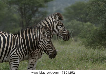 Zebra's On A Dark Cloudy Day