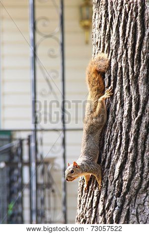 Squirrel on a tree