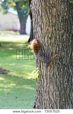 Squirrel on a tree