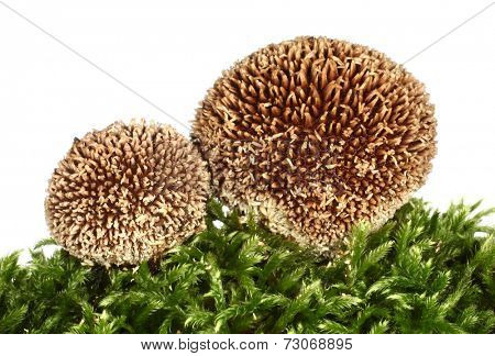 Spiny puffball mushroom Lycoperdon echinatum