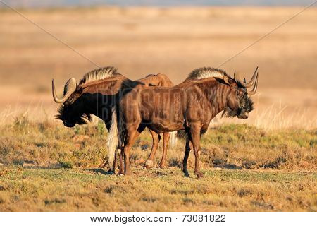 A pair of black wildebeest (Connochaetes gnou), South Africa