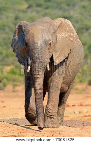 Mud covered African elephant (Loxodonta africana), Addo Elephant National park, South Africa