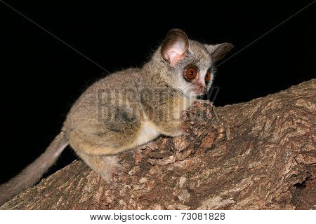 Nocturnal Lesser Bushbaby (Galago moholi) sitting in a tree, South Africa
